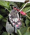 Freshly emerged adult