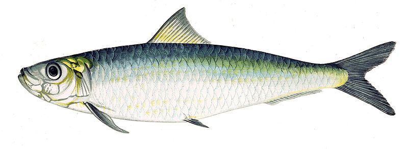 File:Sardina pilchardus Gervais.jpg