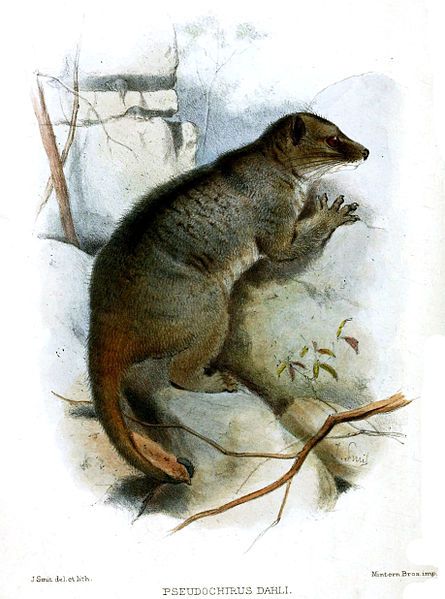 File:Smit.Pseudochirus dahli.jpg