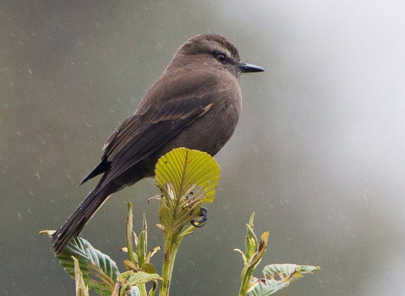 File:Smoky Bush-tyrant.jpg