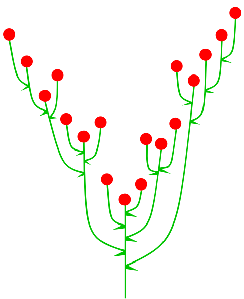 File:Spirre (inflorescence).svg