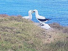 Two white birds and a fluffy white chick in long grass with sea in background