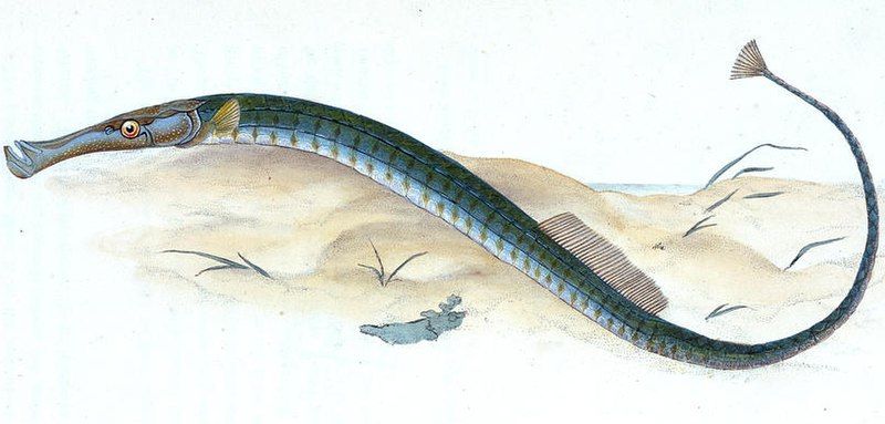 File:Syngnathus pelagicus.jpg