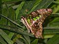 Tailed Jay ventral view