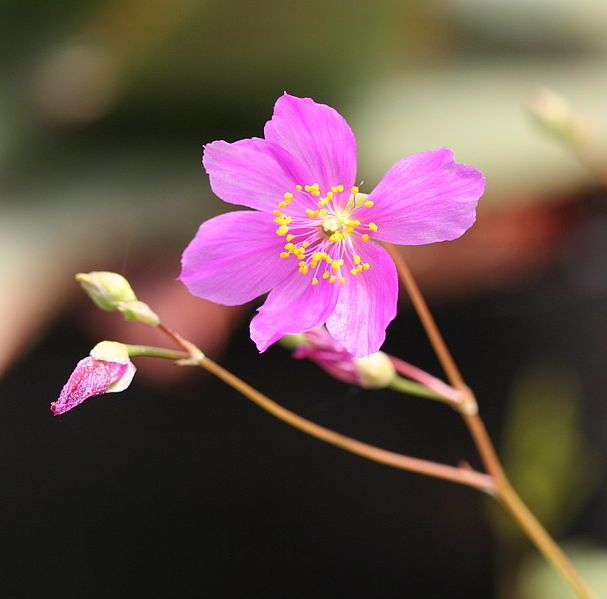 File:Talinum spinescens flower.jpg