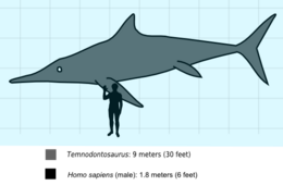 Diagram of a grayish ichthyosaur with a human