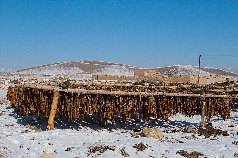 File:Tobacco drying iran.jpg