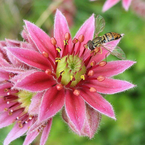 File:Toxomerus on Sempervivum.jpg