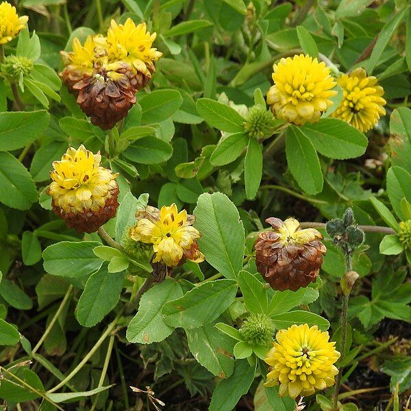 File:Trifolium badium RF.jpg