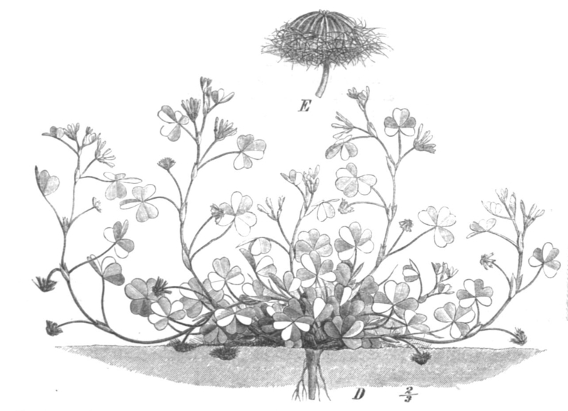 File:Trifolium subterraneum Taub113c.png