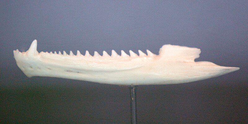 File:Tuatara jaw.jpg