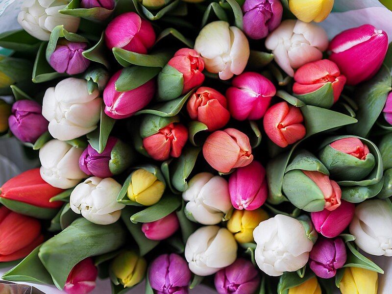 File:Tulip-bouquet-vienna (Unsplash).jpg