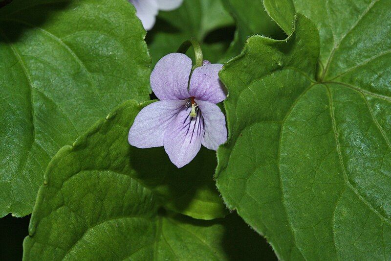 File:Viola palustris 6796.JPG