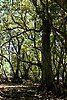 Virgin forest of Pisonia trees covering Vostok Island