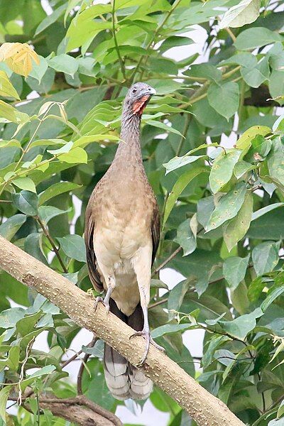 File:White-Bellied Chachalaca.jpg