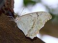 White Morpho ventral view