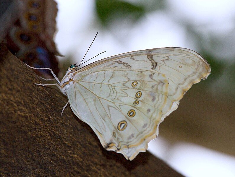 File:WhiteMorpho03.jpg