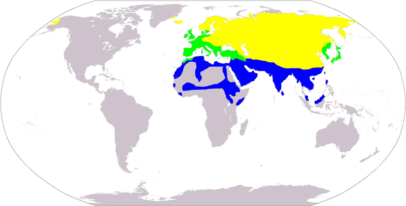 File:White wagtail distribution.PNG