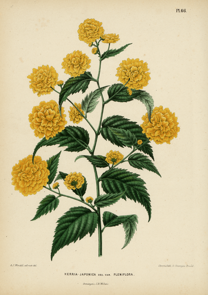 File:WitteHeinrichFlora1868-066-Kerria japonica.png