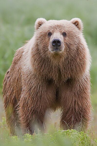 File:2010-brown-bear.jpg