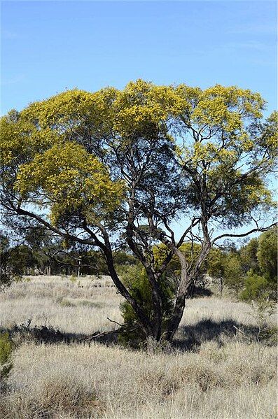 File:Acacia homalophylla.jpg