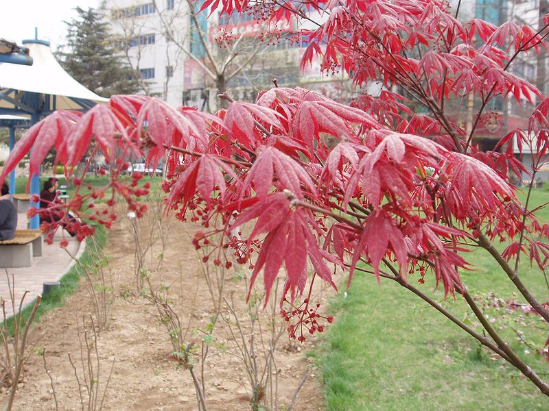 File:AcerPalmatum2.jpg