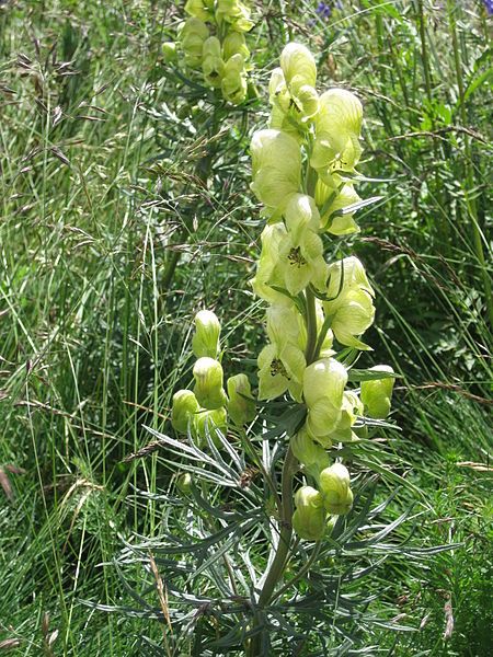 File:Aconitum anthora001.jpg