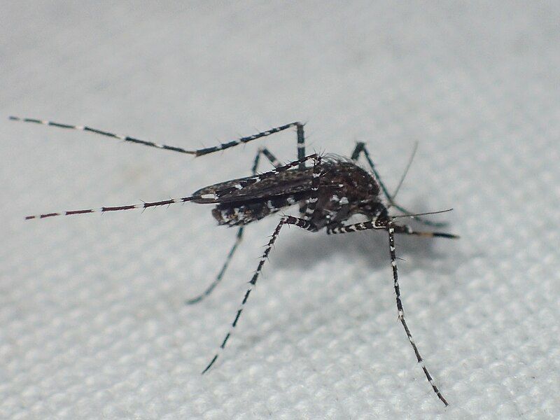 File:Aedes poicilius.jpg