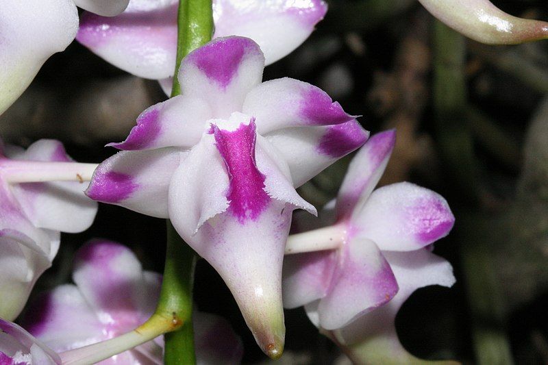 File:Aerides-lawrenciae.jpg