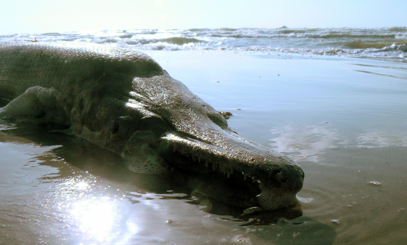 File:Alligator gar.png