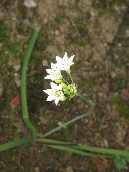 File:Allium zebdanense01.jpg