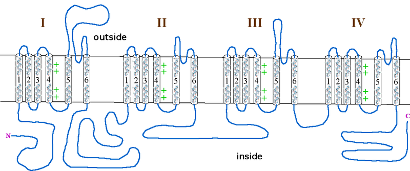 File:Alphasubunit calcium channel.png