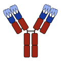 Antibody with CDRs