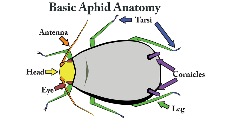 File:Aphid-Anatomy-01.png