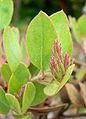 Arctostaphylos otayensis