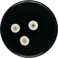 Aspergillus zutongqii growing on MEAOX plate