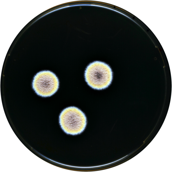 File:Aspergillus zutongqii meaox.png