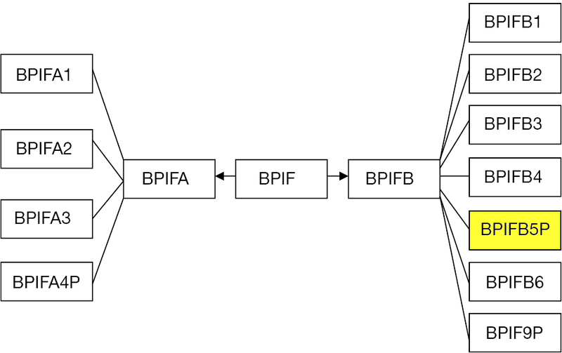 File:BPIFfamily-BPIFB5P.png