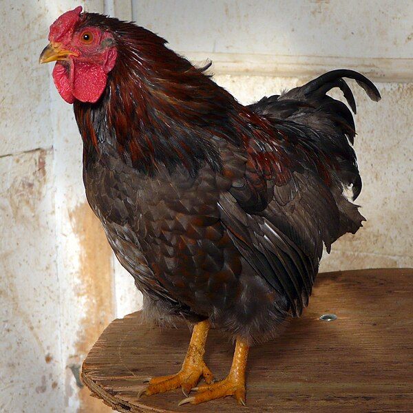 File:Bantam.jpg