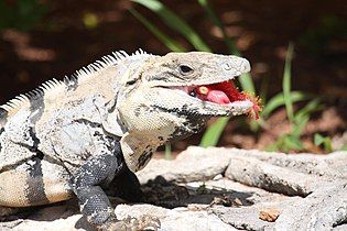 A male eating a flower in southern Mexico