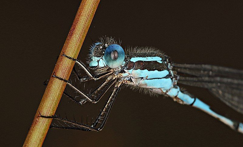 File:Blue damselfly (31641041936).jpg