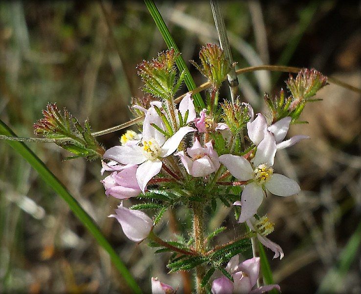 File:Boronia pilosa.jpg