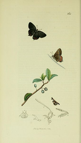 File:Britishentomologyvolume5Plate264.jpg