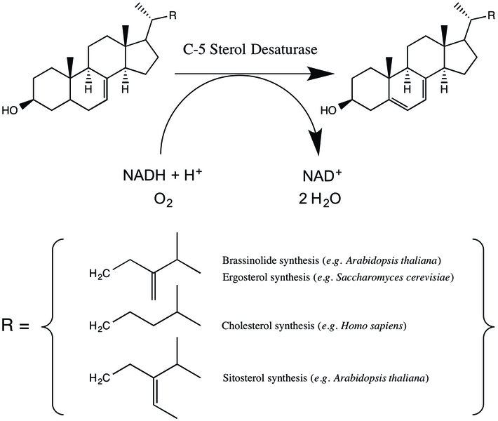 File:C5DS reactions.tif