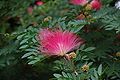 Calliandra heamatocephala