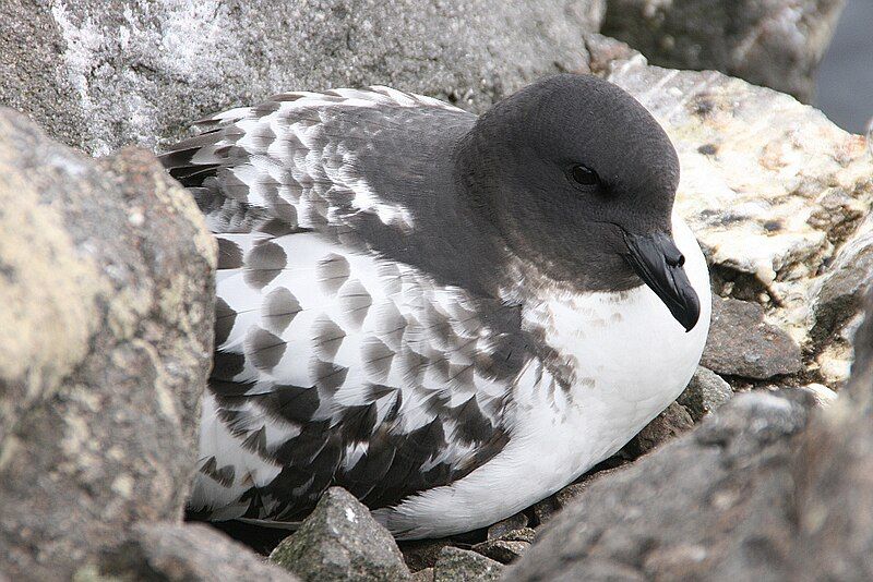 File:Capepetrel kinggeorgeisland.jpg