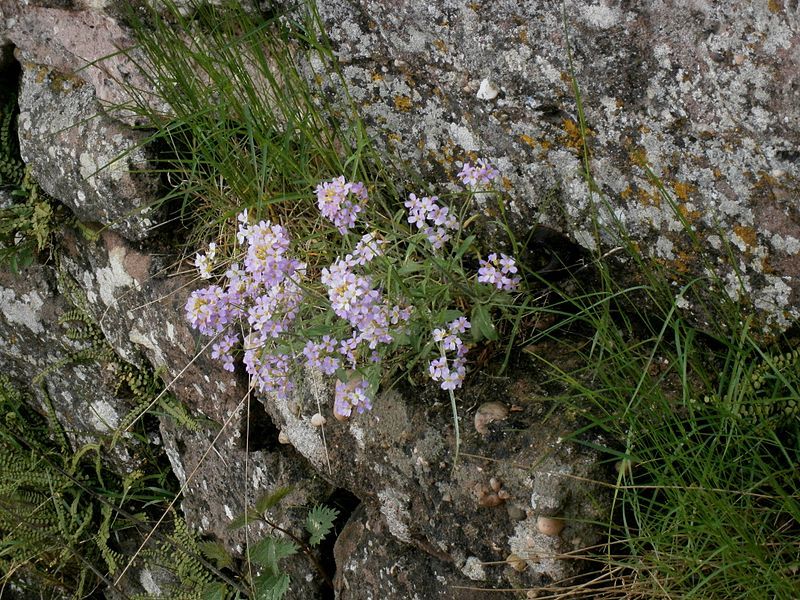 File:Cardaminopsis arenosa 01.jpg