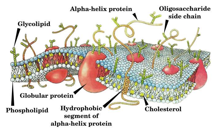 File:Cell membrane drawing-en.svg