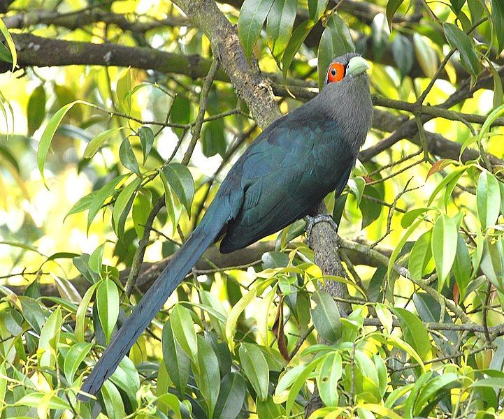 File:Chestnut-bellied Malkoha.jpg