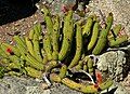 University of California Botanical Garden